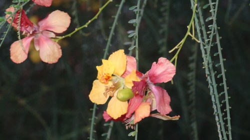 Jolis bougainvilliers égayant la cour 