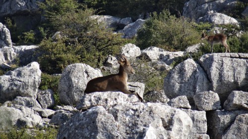 Chèvres de montagne en vedette !