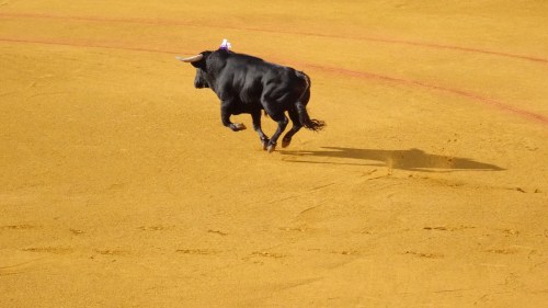 Entrée en scène tout en vigueur du Toro "Bravo"