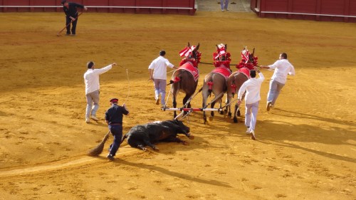 Le "Matador a triomphé et le toro est glissé hors de l'arène par 4 chevaux