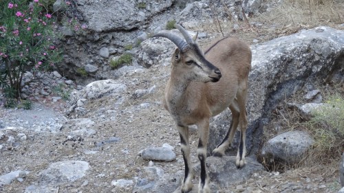 Chèvres sauvages crétoises, Kri-kri, The Cretan Wild Goats