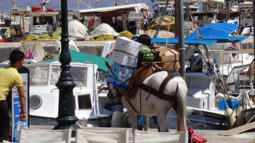 Mulets bien chargé / Well Loaded Mule