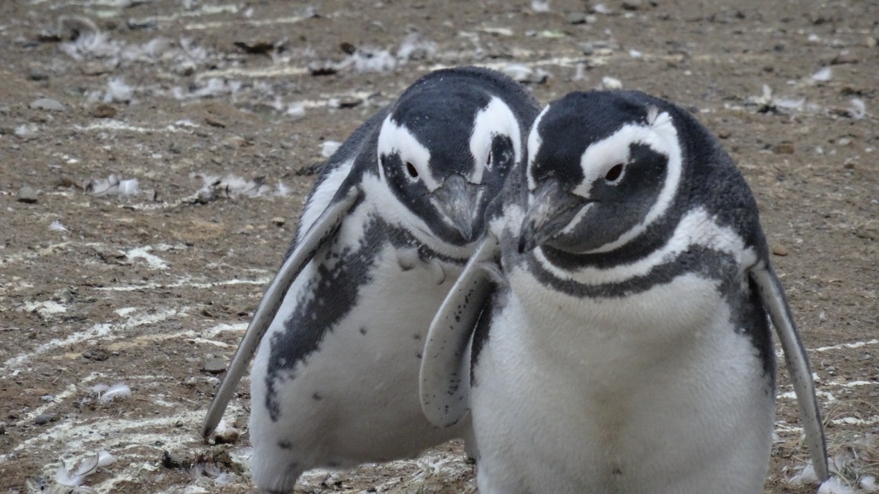Presqu&rsquo;au Bout du Monde !! … sur le Détroit de&nbsp;Magellan